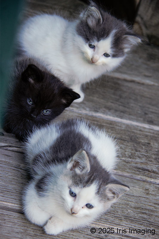 The missing kittens and Scardy